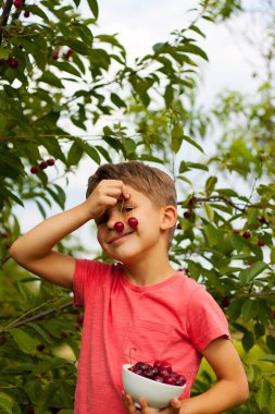 Anaokulu çocuğu bahçedeki ağaçtan olgun kırmızı kirazları topluyor ve yiyor. Kiraz bahçesinin arka planında bir tabak kirazla mutlu çocuk portresi. Yaz hasat mevsimi.
