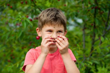 Bahçedeki ağaçtan olgun kırmızı kirazları toplayan çocuk. Kiraz bahçesinin burnu ve kulakları kirazlı mutlu çocuk portresi. Yaz hasat mevsimi.