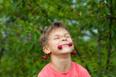 Bahçedeki ağaçtan olgun kırmızı kirazları toplayan çocuk. Kiraz bahçesinin burnu ve kulakları kirazlı mutlu çocuk portresi. Yaz hasat mevsimi.