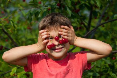 Bahçedeki ağaçtan olgun kırmızı kirazları toplayan çocuk. Kiraz bahçesinin önünde kiraz tutan mutlu çocuk portresi. Yaz hasat mevsimi.