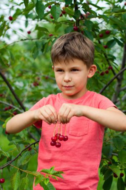 Anaokulu çocuğu bahçedeki ağaçtan olgun kırmızı kirazları topluyor ve yiyor. Kiraz bahçesinin arka planında vişneli mutlu çocuk portresi. Yaz hasat mevsimi.