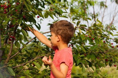 Anaokulu çocuğu bahçedeki ağaçtan olgun kırmızı kirazları topluyor ve yiyor. Vişne bahçesinin arka planında çocuk portresi. Yaz hasat mevsimi.