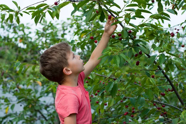 学龄前男孩在自家花园的树上采摘和吃成熟的红樱桃 樱桃园里快乐男孩的特写 夏天收获季节 选择性重点 — 图库照片
