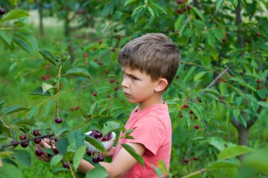 Anaokulu çocuğu bahçedeki ağaçtan olgun kırmızı kirazları topluyor ve yiyor. Vişne bahçesinin arka planında bir tabak kirazlı çocuk portresi. Yaz hasat mevsimi.