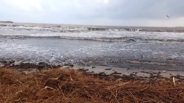 Mare Sporco Spiaggia Sabbiosa Inquinamento Problema Ambientale Detriti Sulla Costa — Video Stock