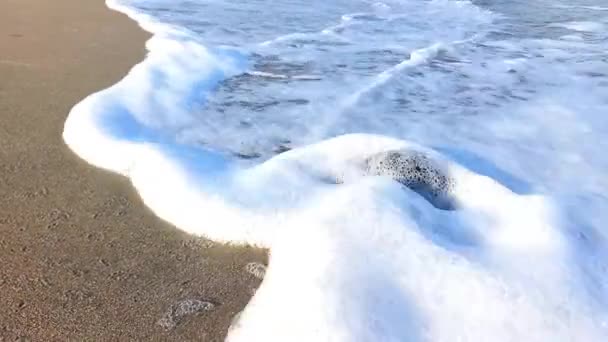 Mrtvá Želva Černomořském Pobřeží Bulharska Znečištění Světového Oceánu Environmentální Problém — Stock video