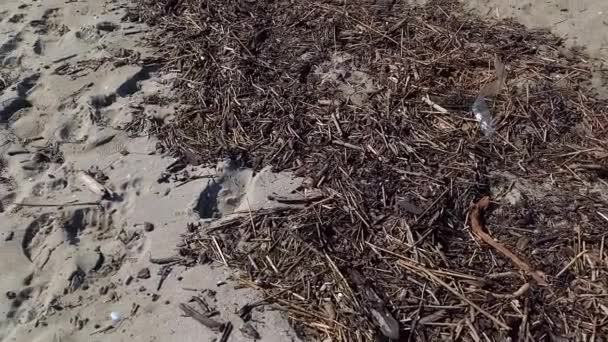 Θέα Στη Βρώμικη Θάλασσα Σωρούς Σκουπιδιών Στην Αμμώδη Ακτή Ρύπανση — Αρχείο Βίντεο