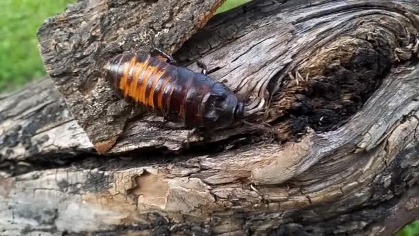 マダガスカルの巨大なゴキブリが木の上を這っています グロムパドーヒナ ポルトエントーサ世界最大のゴキブリ ペットとしてのエキゾチックな昆虫 人間にとって安全で無害な昆虫です — ストック動画