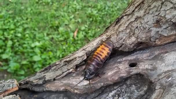 马达加斯加的大蟑螂在树上爬行 食人鱼 世界上最大的蟑螂 异国情调的昆虫作为宠物 对人类绝对安全和无害的昆虫 — 图库视频影像