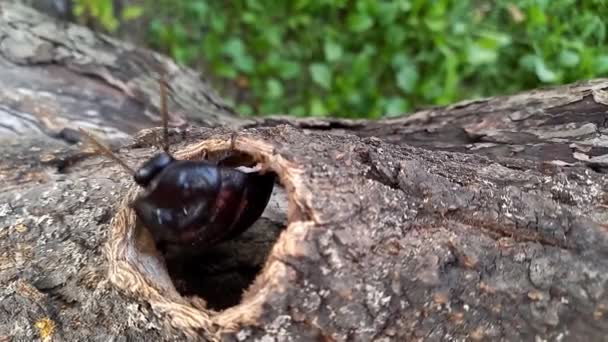 Große Madagaskar Fauchende Kakerlake Krabbelt Auf Baum Gromphadorhina Portentosa Größte — Stockvideo