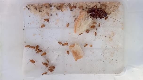 在陷阱中的黑蟑螂仙女 许多小蟑螂在塑料容器里吃面包 活着的和死了的人Pests Blatta Orientalis家族选择性焦点 — 图库视频影像