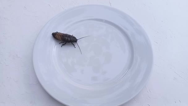 Μεγάλη Κατσαρίδα Μαδαγασκάρη Τρέχει Γύρω Καθαρό Λευκό Πιάτο Στέκεται Στο — Αρχείο Βίντεο