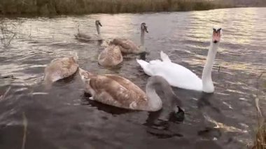 Beyaz kuğu ve piliçler. Göçmen su kuşu dilsiz kuğu Cygnus renginde ve küçük kuğular yiyecek bulmak için nehir kıyısında yüzüyorlar. Sonbahar. Beyaz dilsiz kuğu Ukrayna 'da kışı geçiriyor..