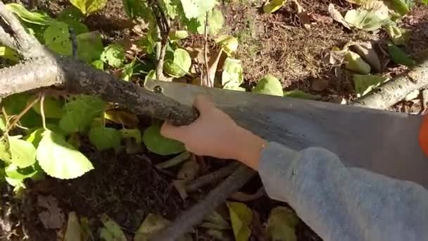 Preschool Boy Helping Trim Trees Garden Autumn Child Learns Use — Stock Video