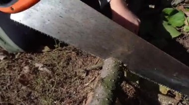 Anaokulu çocuğu sonbaharda bahçedeki ağaçları budamaya yardım ediyor. Çocuk odun için el testeresi kullanmayı, dal kesmeyi öğreniyor. Çocuk elinin yakın çekimi. Ağaçların sonbahar budanması, yakacak odun hazırlığı.