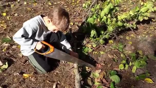 Niño Preescolar Ayudando Cortar Árboles Jardín Otoño Niño Aprende Usar — Vídeos de Stock
