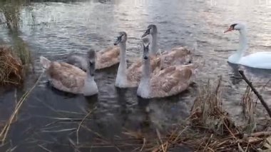 Beyaz kuğu ve piliçler. Göçmen su kuşu dilsiz kuğu (Cygnus olor) ve küçük kuğular yiyecek aramak için nehir kıyısında yüzerler. Sonbahar. Beyaz dilsiz kuğu Ukrayna 'da kışı geçiriyor..