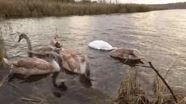 Cisne Branco Com Pintainhos Cisne Mudo Aves Aquáticas Migratórias Cygnus — Vídeo de Stock