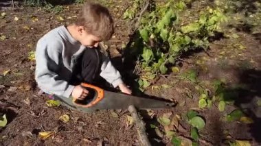 Anaokulu çocuğu sonbaharda bahçedeki ağaçları budamaya yardım ediyor. Çocuk odun için el testeresi kullanmayı, dal kesmeyi öğreniyor. Ağaçların sonbahar budanması, yakacak odun hazırlığı.