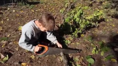 Anaokulu çocuğu sonbaharda bahçedeki ağaçları budamaya yardım ediyor. Çocuk odun için el testeresi kullanmayı, dal kesmeyi öğreniyor. Ağaçların sonbahar budanması, yakacak odun hazırlığı.