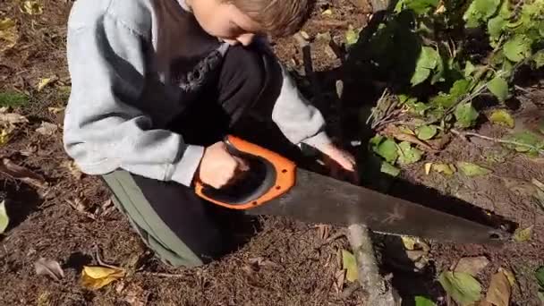 Niño Preescolar Ayudando Cortar Árboles Jardín Otoño Niño Aprende Usar — Vídeo de stock