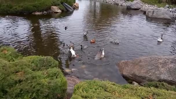 Graugänse Und Enten Schwimmen Ufernähe Und Tauchen Nach Nahrung Der — Stockvideo