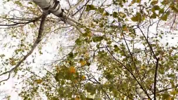 Tinggi Pohon Birch Bergoyang Dalam Angin Yang Kuat Musim Gugur — Stok Video