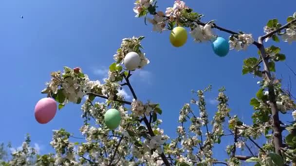 Szczęśliwego Wielkanocy Gałęzie Kwitnącego Drzewa Ozdobione Dekoracyjnymi Pisankami Tło Błękitnego — Wideo stockowe