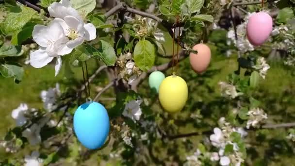 Szczęśliwego Wielkanocy Kwitnące Drzewo Ozdobione Dekoracyjnymi Pisankami Wiosenny Ogród Przygotowania — Wideo stockowe
