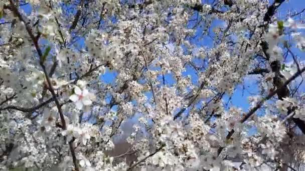 Hermoso Ciruelo Cerezo Flor Balanceándose Viento Contra Cielo Azul Muchas — Vídeo de stock