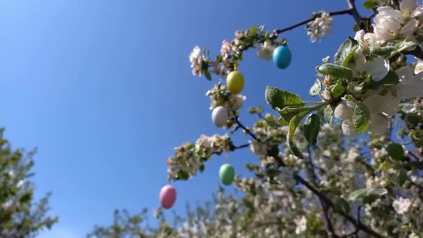 Szczęśliwego Wielkanocy Gałęzie Kwitnącego Drzewa Ozdobione Dekoracyjnymi Pisankami Tło Błękitnego — Wideo stockowe