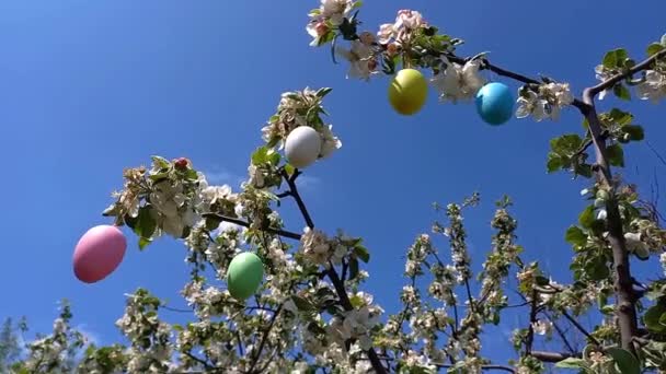 ハッピーイースター 装飾的なイースターエッグで装飾された花の木の枝 青空の背景 春の庭 イースターの準備 選択的な焦点 宗教的な休日 — ストック動画