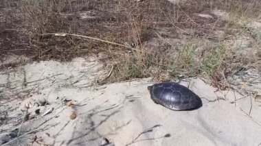 Yetişkin kaplumbağa kumda yatıyor, kafasını ve pençelerini kabukta saklıyor. Doğal ortamında Avrupa gölet kaplumbağası. Tehlikeyi hisseden kaplumbağa, Carapace 'a saklandı. Yaz günü, Bulgaristan faunası
