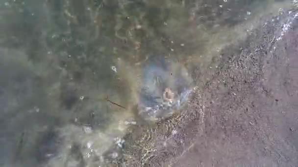 연안에 거대한 해파리 해파리 Rhizostomeae 파도에 해안에 클로즈업 — 비디오