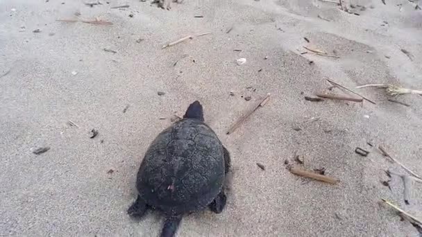 成年海龟在沙滩上快速行走 寻找躲藏的地方 欧洲池塘龟生活在自然栖息地 乌龟在沙滩上散步 保加利亚的动物 — 图库视频影像