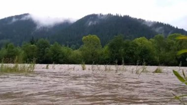 Manzara. Yazın yağmur yağarken Cheremosh dağ nehrinin hızlı akan sularının manzarası. Nehirde yağış sırasında su seviyesinde artış. Ukrayna, Karpat Dağları