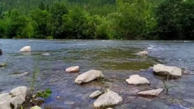 Manzara. Cheremosh dağ nehrinin hızlı akan sularının manzarası. Nehrin berrak suyu. Yaz, güneşli bir gün. Ukrayna, Karpatlar, Usteriki köyü, İvano-Frankivsk bölgesi. Seçici Odaklanma