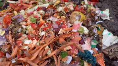 Bir evdeki gübre yığınına yakın çekim. Biyolojik çözünebilir organik atık. Karıncalar havuç sedumları, karpuz kabukları ve diğer atıklarda sürünürler. Biyoatık işleme. organik geri dönüşüm kavramı