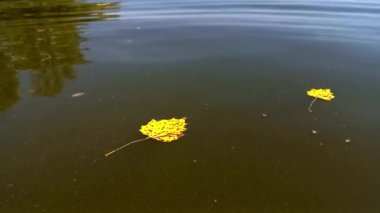 Çamurlu nehir suyunun yüzeyinde süzülen sarı kavak yaprakları. Sudaki ağaçların yansıması. Sonbahar yaprakları dökülüyor. Sonbaharda doğa.