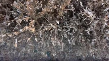 Bahçedeki kurumuş boxwood çalısı. Ağaç güvesi tırtılı tamamen yeşil bitki yapraklarını yedi. İstilacı böcek Cydalima perspektifi kutucuk ağaçlarına zarar veriyor. Böcek ilacı.