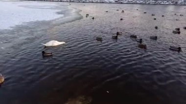 Vahşi ördekler ve gölde yüzen beyaz kuğular. Göçmen kuşların kışı. Vahşi kuşlar yiyecek aramak için suya dalar..
