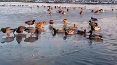 Yaban ördekleri kışı şehirde buzsuz gölette geçirirler. Erkek ve dişi ördekler kışın yiyecek aramak için buzda yürürler. Şehirdeki kısmen göçmen kuşların kışı.