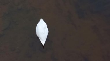 Güzel beyaz dilsiz kuğu, yiyecek aramak için başını suya daldırarak gölette yüzer. Üst Manzara. Göçmen kuşların kışı.