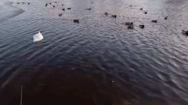 Yaban ördekleri ve gölde yüzen beyaz dilsiz kuğular. Göçmen kuşların kışı. Vahşi kuşlar yiyecek aramak için suya dalar..