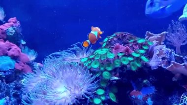 Paracanthurus hepatus ve Amphiprion ocellaris 'in yüzdüğü mercan resifli deniz akvaryumu. Daha fazla balık ismi Regal Tang, palet cerrah balığı, mavi tang, kraliyet mavisi tang, su aygırı,