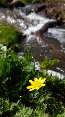 Ormandaki Swift Dağı 'nın kıyısındaki güzel, parlak sarı çiçek. Bahar geldi. Bahar çiçekleri kadife çiçekleri.