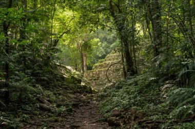 Yaxchilan - Meksika 'nın Chiapas eyaletindeki Olağan macinta nehrinin kıyısında bulunan antik bir Maya şehri..