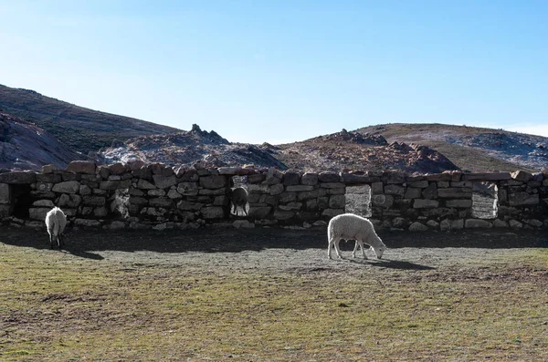 Inka Ruinen Auf Der Sonneninsel Isla Del Sol Chincana Ruinen — Stockfoto