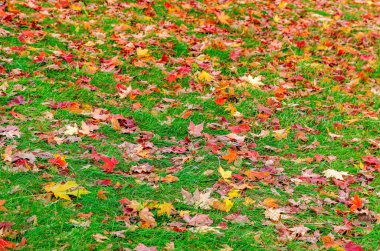 Çimlere düşen sonbahar yaprakları.
