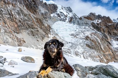 Nepal 'deki Sagarmatha Ulusal Parkı' ndaki dağ manzarasının arka planında köpek var.